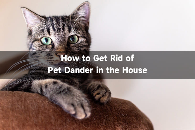 How to Get Rid of Pet Dander in The House?