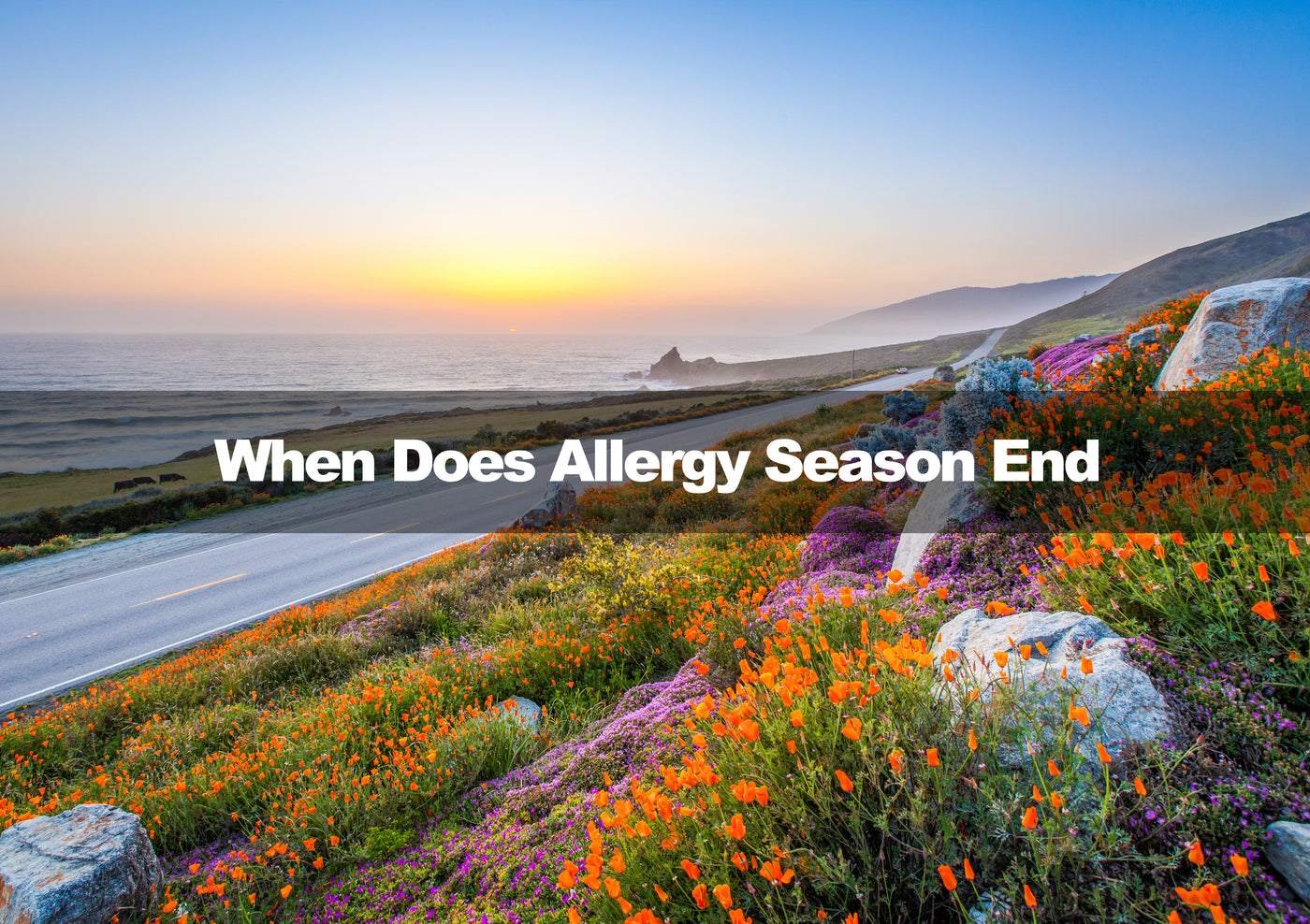 When Does Allergy Season End in 2024 in the US