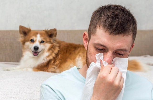 How to Prevent Allergies At Home